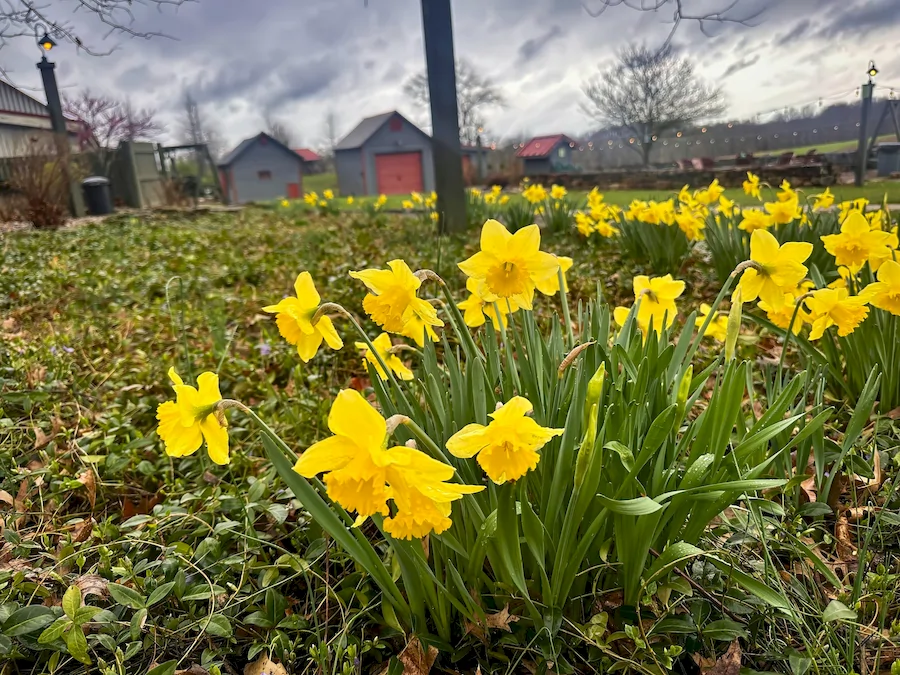 daffodils