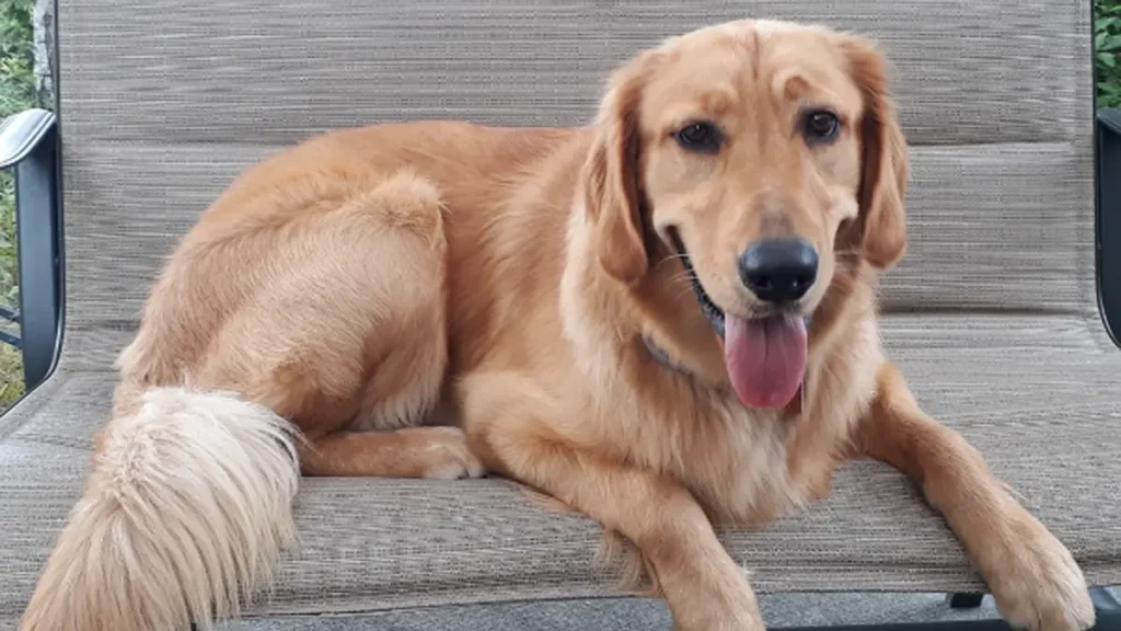 Meet Vino: The Golden Retriever Behind Our Beloved Deer Creek Winery Wine Labels Vino: The Golden Retriever Behind Our Beloved Deer Creek Winery Wine Labels