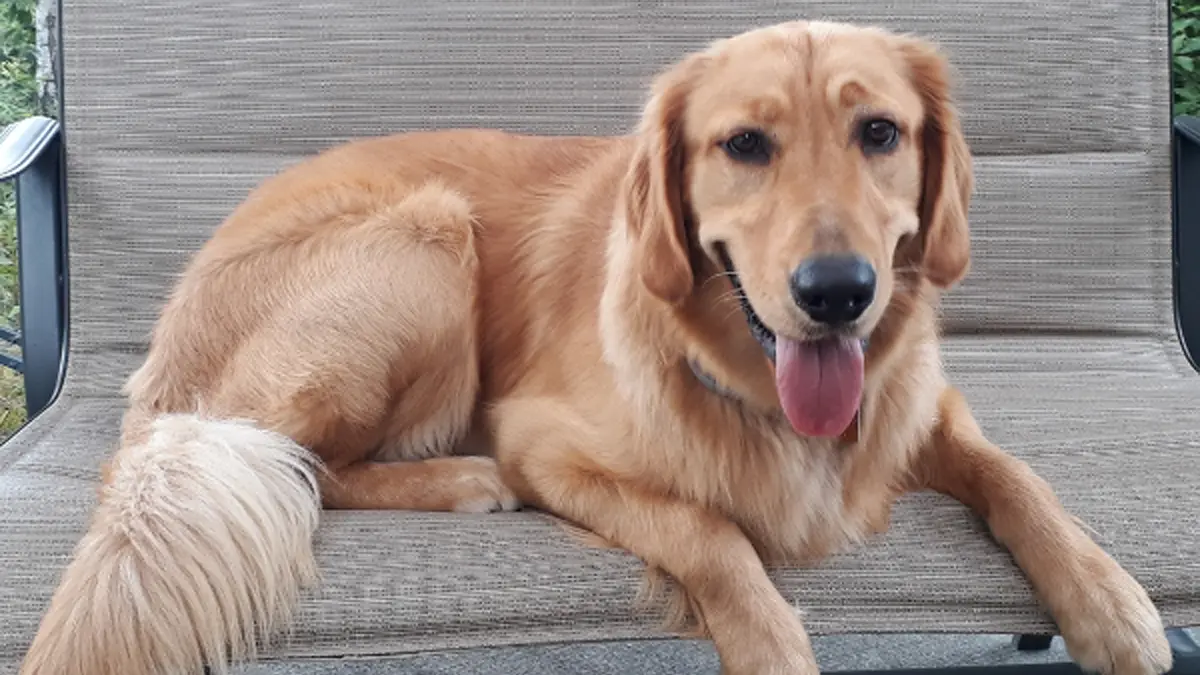 Vino: The Golden Retriever Behind Our Beloved Deer Creek Winery Wine Labels