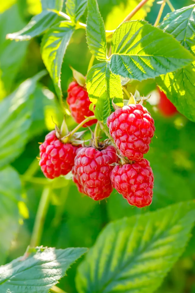 Our Story Red raspberry in garden. Branch of ripe raspberries, closeup. Red raspberries and green leaves, close up.
