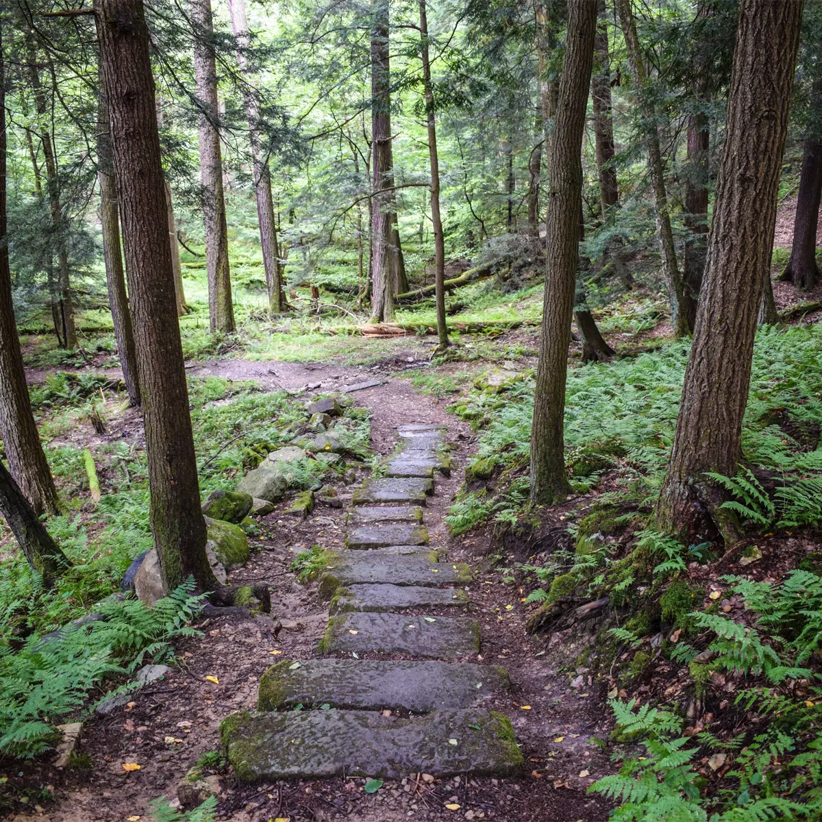 Hiking trail through Cook forest State Park Pennsylvania.