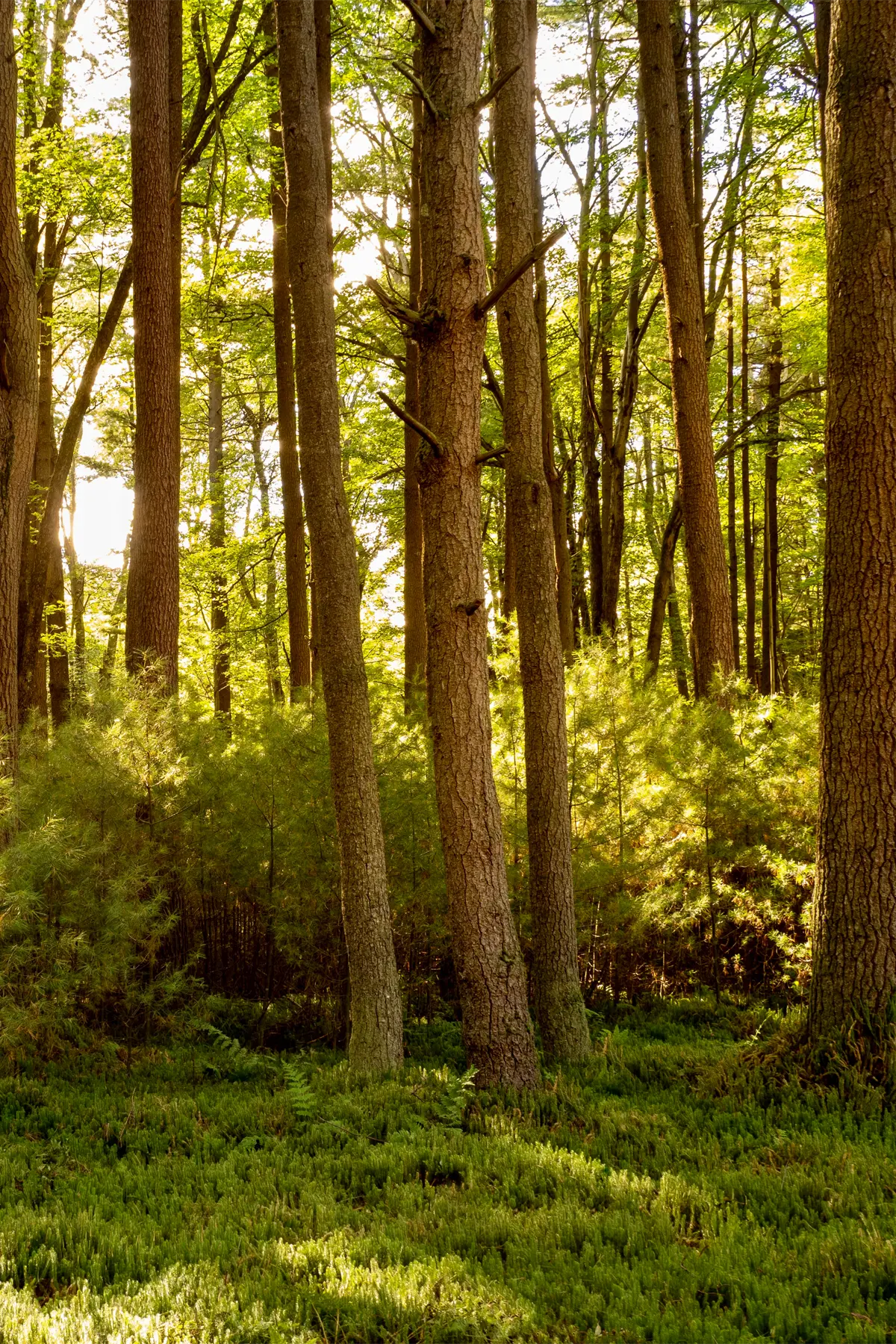 Deep in the woods at Cook Forest State Park on Forest Drive in Pennsylvania at golden hour near sunset with the orange light casting through the pine trees illuminating the forest with a warm glow.