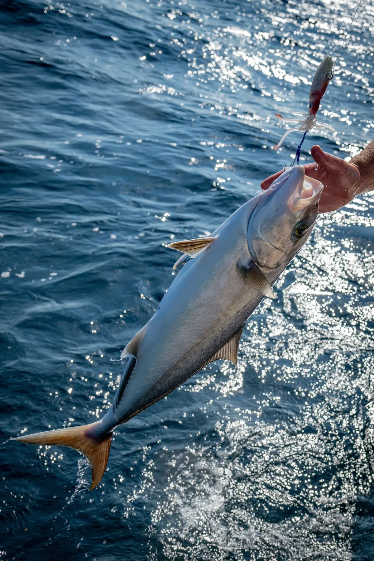 A person stands proudly on a fishing boat with a large fresh greater amberjack fish held in their arms