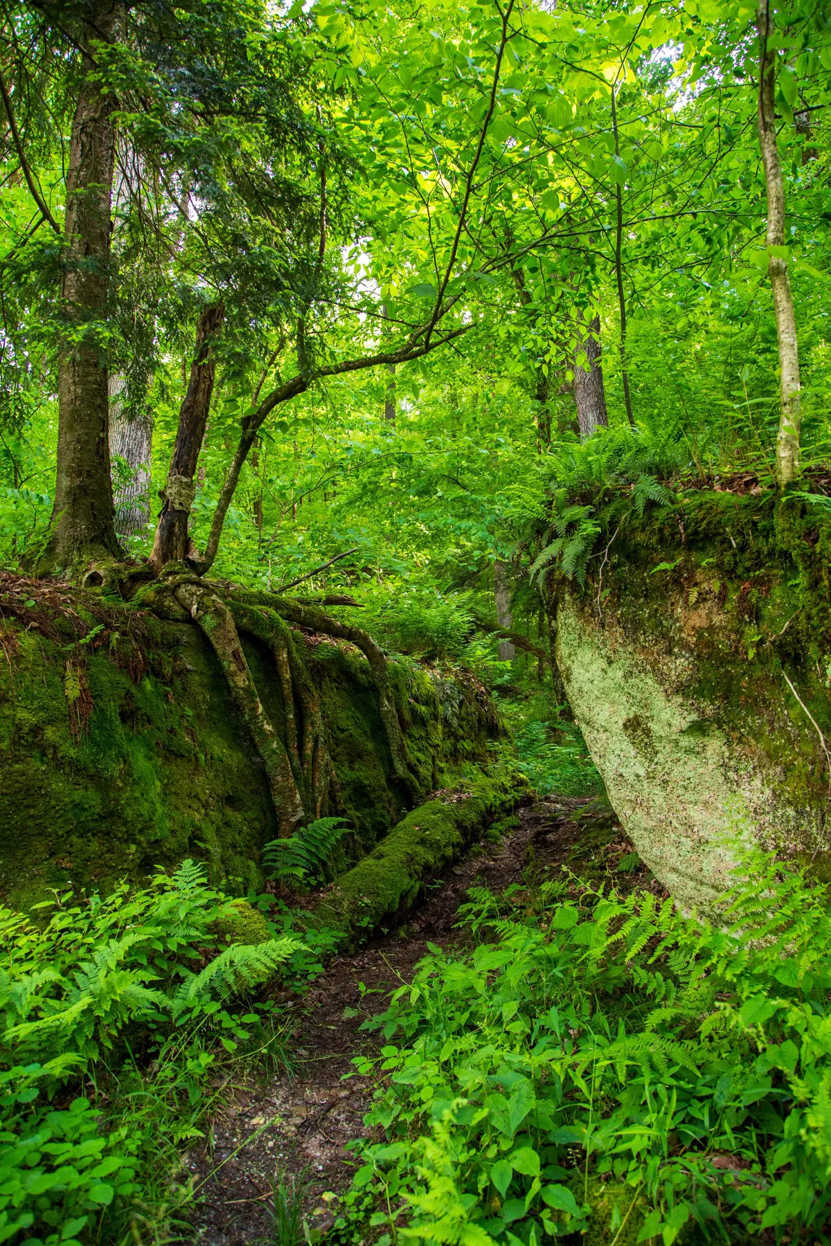 Allegheny National Forest North Country Trail Hiking