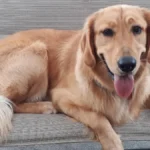 Vino: The Golden Retriever Behind Our Beloved Deer Creek Winery Wine Labels